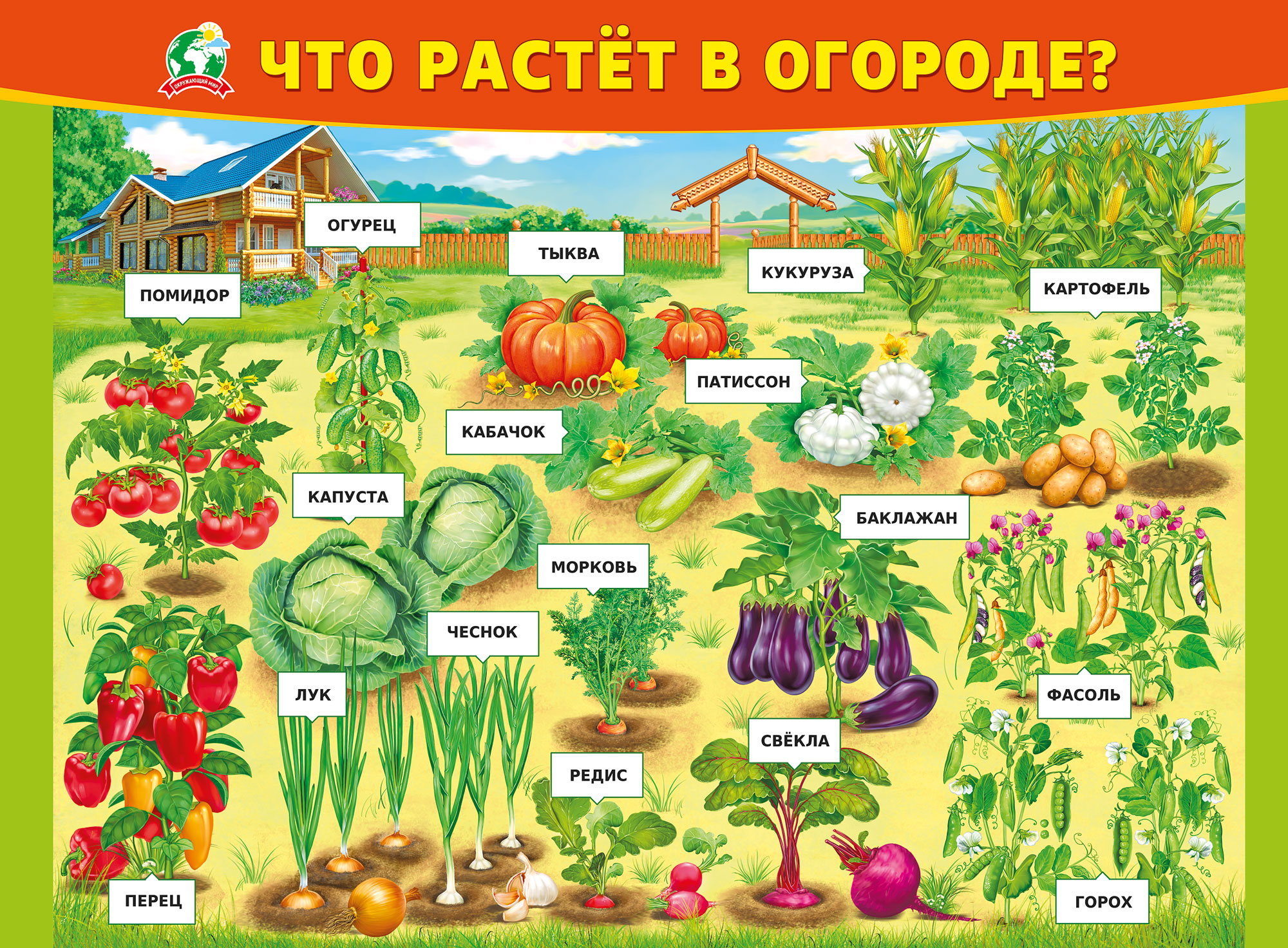 Плакат "Что растёт в огороде"