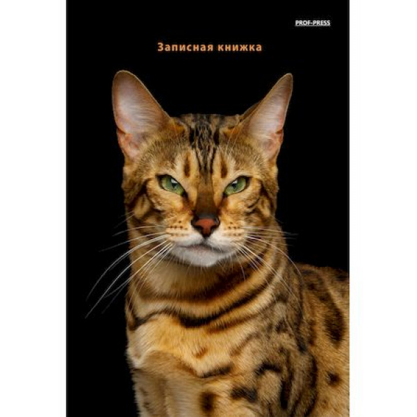 Книжка записная А5 80 л гребень "Бенгальский кот".