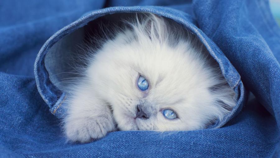 Картина по номерам на картоне А4 "Голубоглазый котёнок"