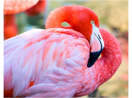 Раскраска по номерам "Красивый фламинго" 30х40 см