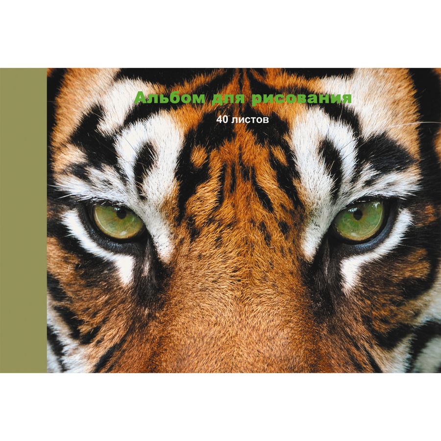 Альбом для рисования 40 л Тигр, склейка