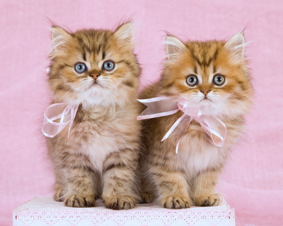 Картина по номерам "Маленькие котята с бантиками" 30х40 см