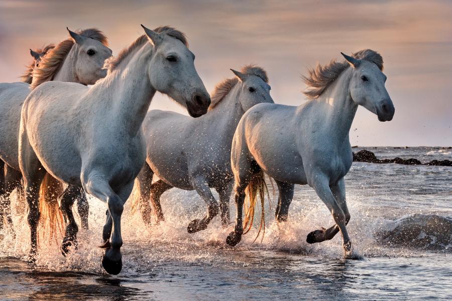 Раскраска по номерам "Белые лошади на воде" 30х40 см