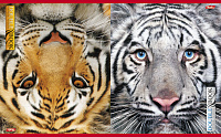 Тетрадь 96 л двойная Тигр